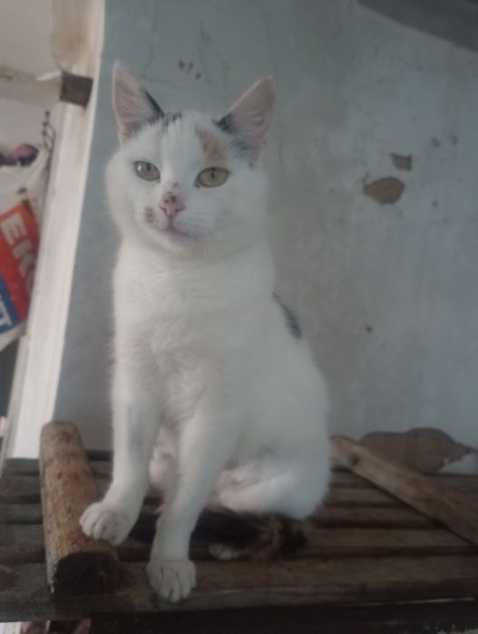 Трёхцветная стерилизованная Джес