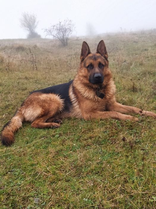 Німецька вівчарка, кобель для в"язки