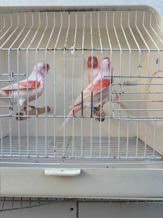 Mosaicos vermelhos linha macho