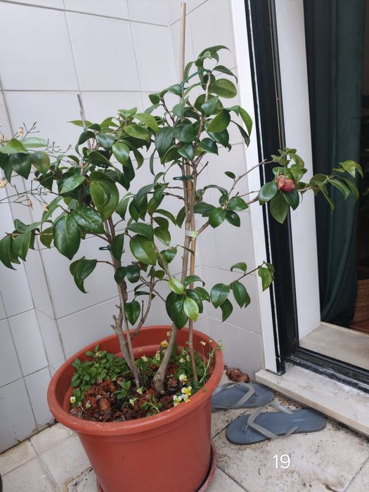 Camélia (Camellia japonica)