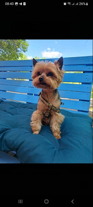 Гарний хлопчик йорк запрошує на в'язку