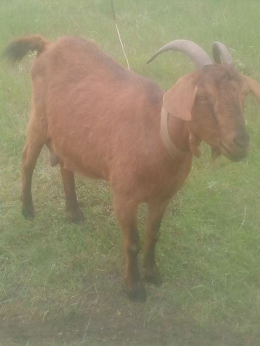 Нубийская козочка