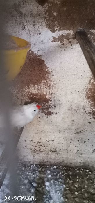 Vendo casais de mandarins