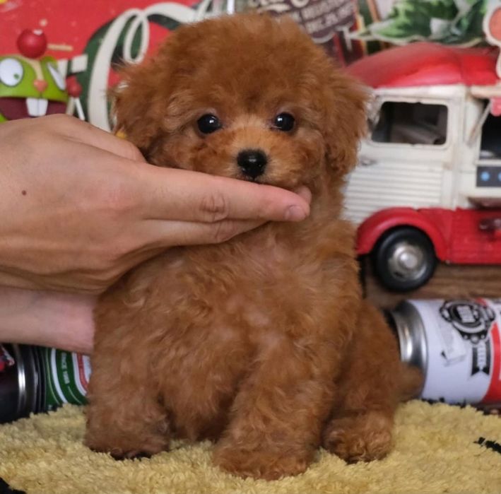 Супер.    красавчік той пуделЬ