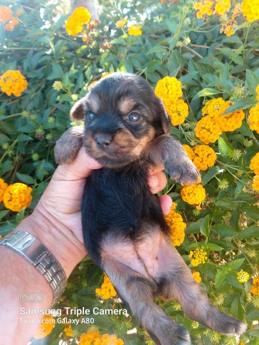 Lindo cachorrinho Yorkshire terrier