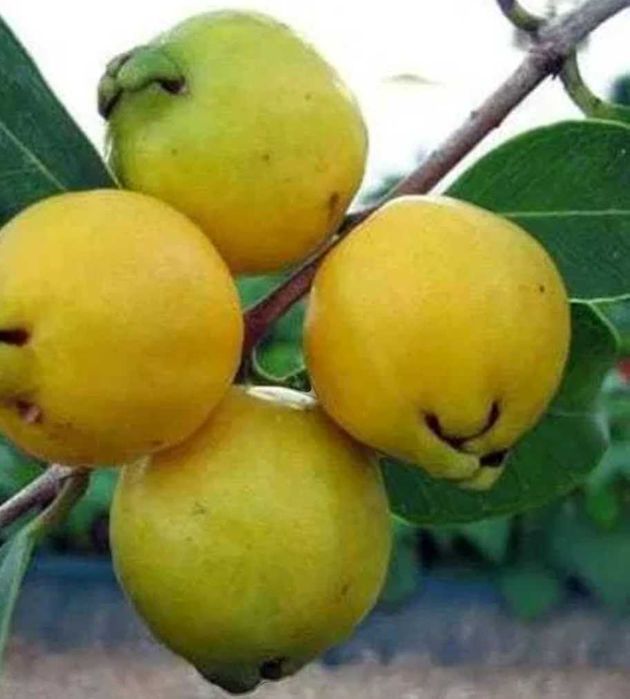 Araçá amarelo biológico