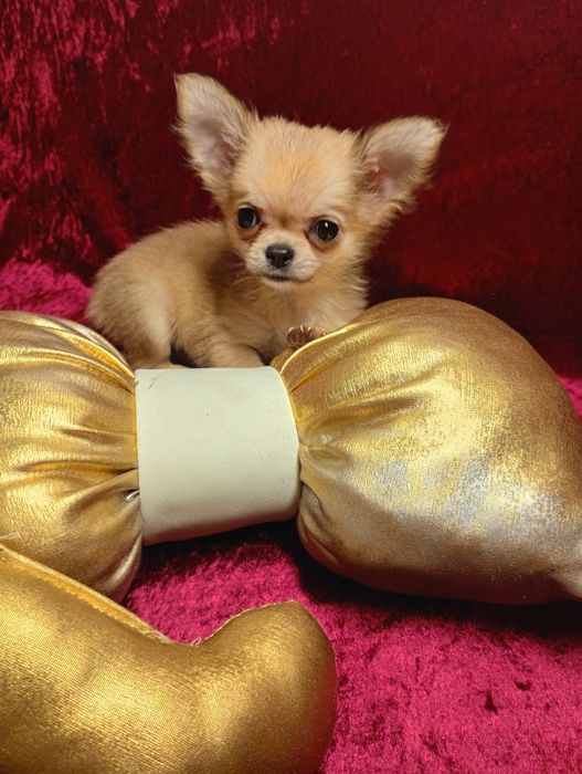 Super mini sunia xxs chihuahua