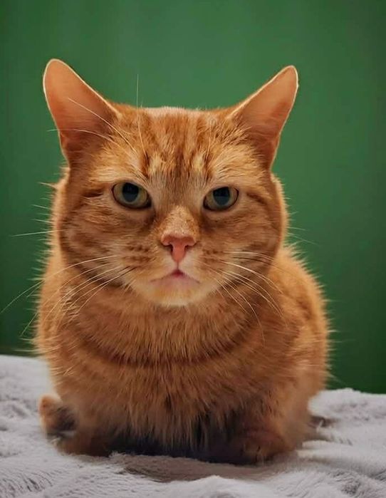 Kocurek Dżentelmen Marcel