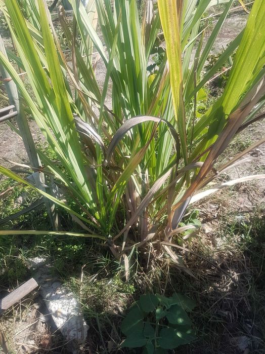 Cana de acucar planta