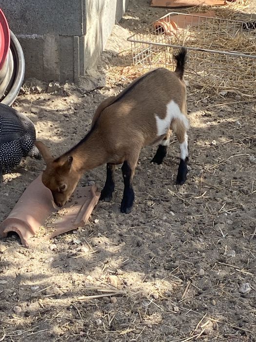 Cabras anas femeas