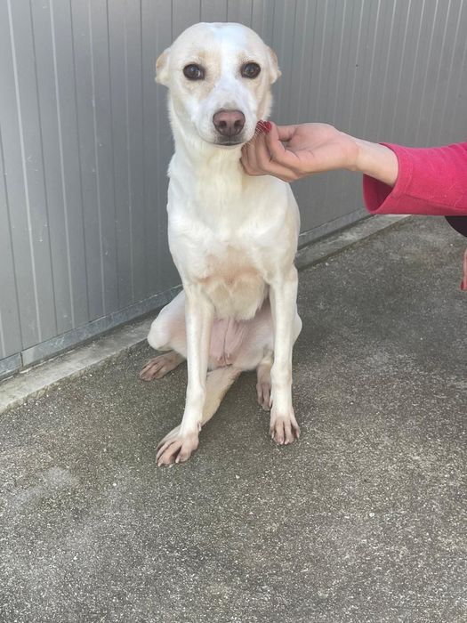 Cadelinha com 3 aninhos para adopção