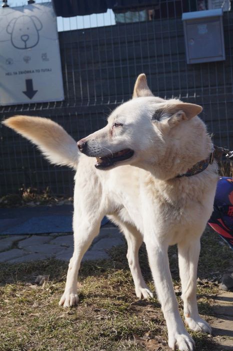 Biały mix husky szuka domu