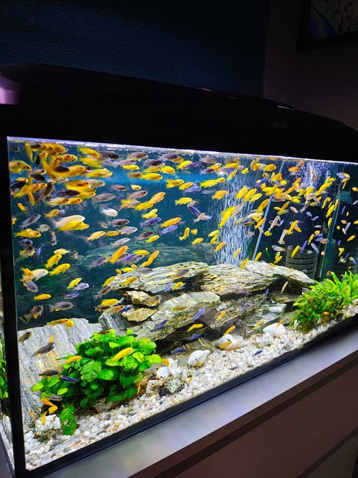 Saulosi Aulonocara Sciaenochromis Fryeri  Pyszczaki Malawi