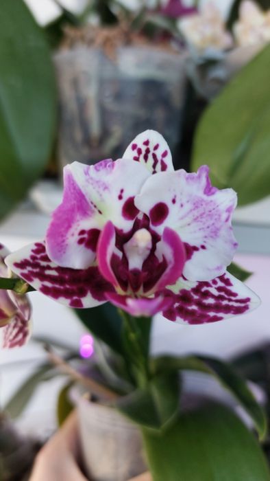 Орхідея орхидея метелик Leanher Happy Pearl з бутонами