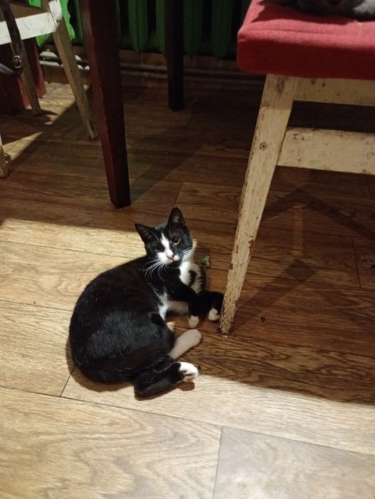 Віддам даром двох котиків