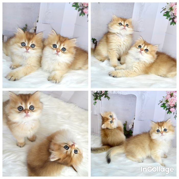 Британские котята золотач шиншилла