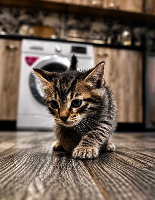Кошенята шукають родину