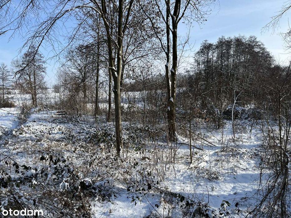 Działka budowlana na granicy Obornik Śl i Kuraszkowa !!!