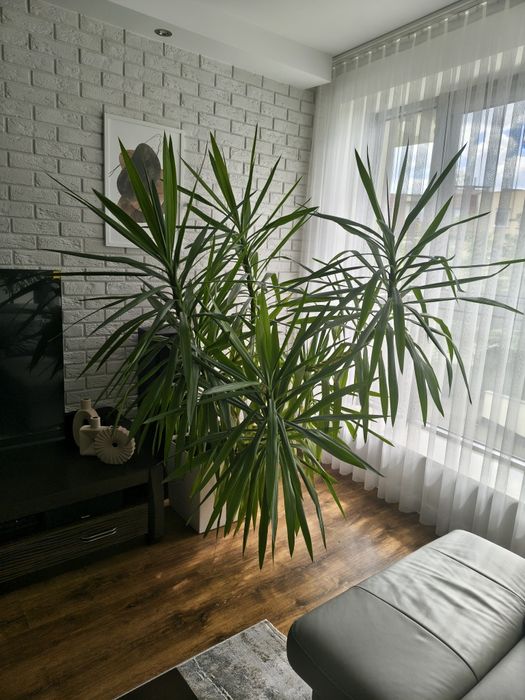 Juka (yucca)- piękna, rozłożysta, duża- Wrocław