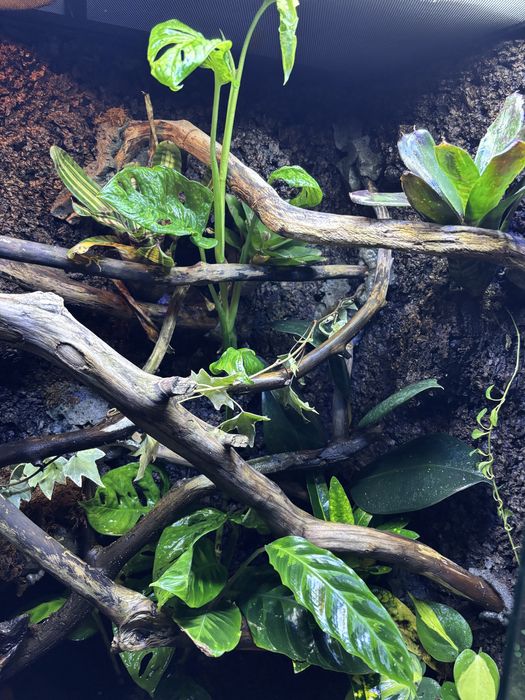 Paludarium 60x45x90