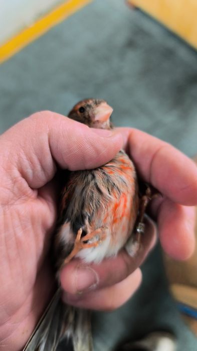 Machos e Fêmeas 2025