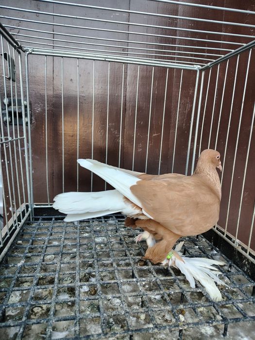 Wajśpic żółty hccj