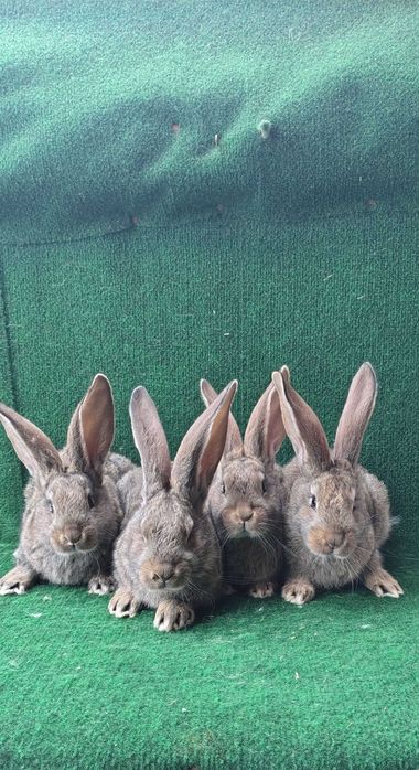 Młode króliki mieszańce