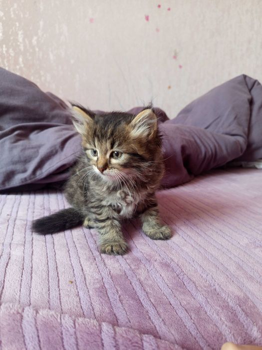 Кошенята як тигренята 1,5 місяця