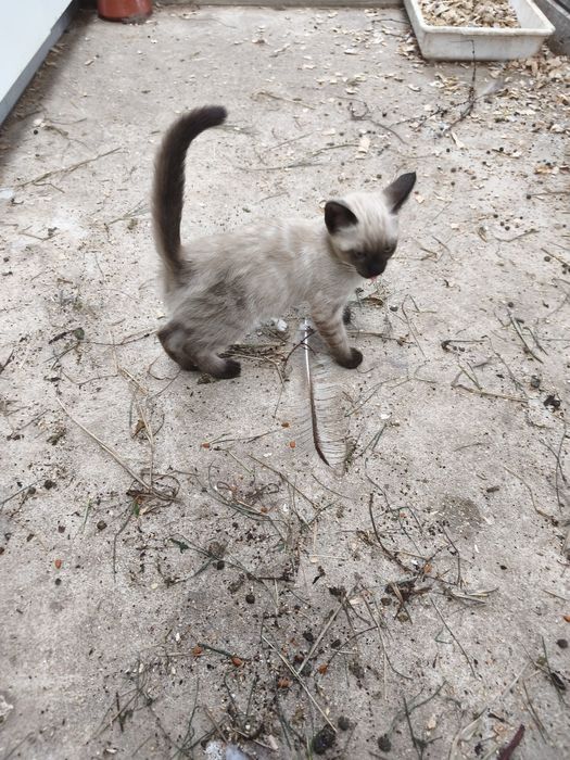 Ofereço gata pequena