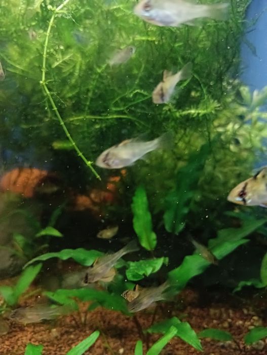 Rybka akwariowa Pielęgnica Ramireza