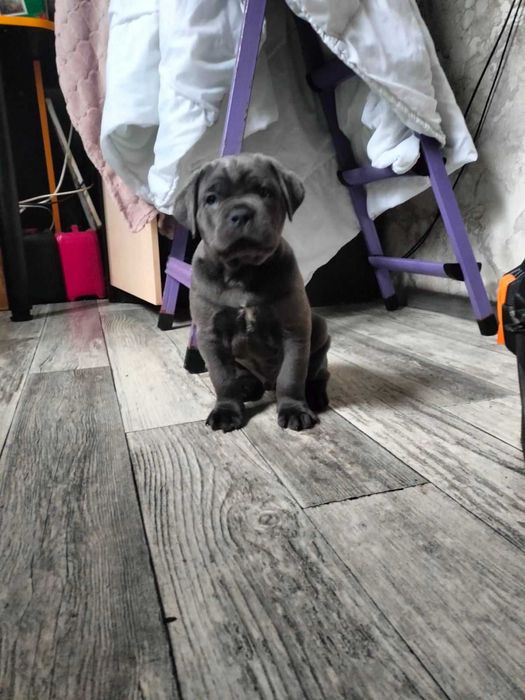 Продаються цуценята канекорсо