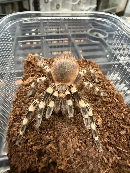 Ptasznik Acanthoscurria geniculata samica 3,5DC