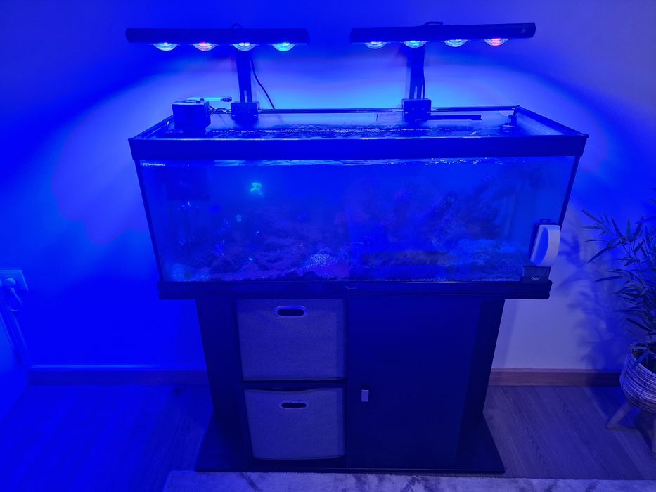 Aquario de agua salgada