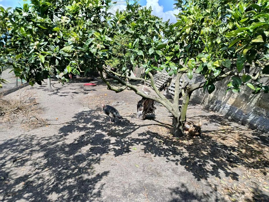 Ovos Perú Doméstico Selvagem