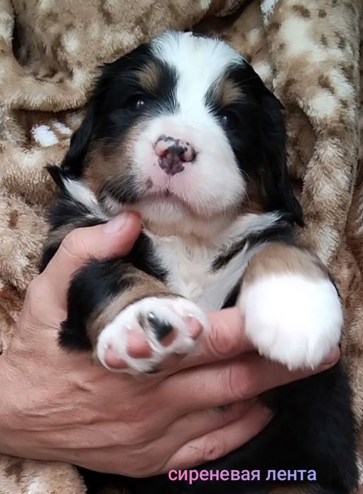 Девочки берняшки