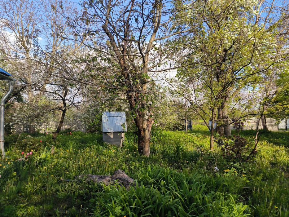 Продам будинок 40 сот.землі  Сквирський р-н с. Антонів  Київська обл.