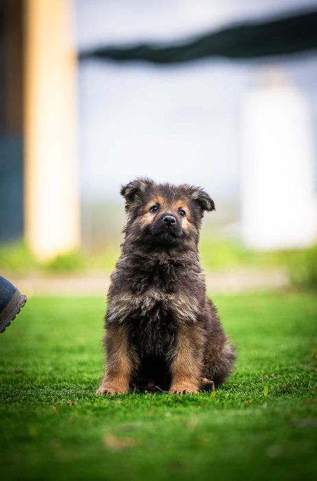Pastor Alemão de Linhas de Trabalho