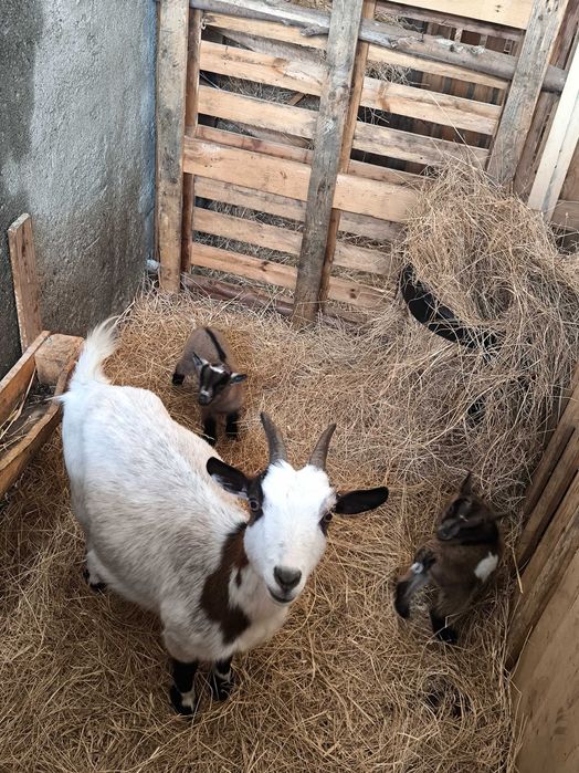 Vendo cabras muito meigas e bonitas muito bem tratadas.