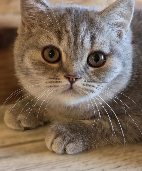 Kotka BRYTYJSKA kot z rodowodem do odbioru gotowaDzień dobry, 

OGŁOSZ