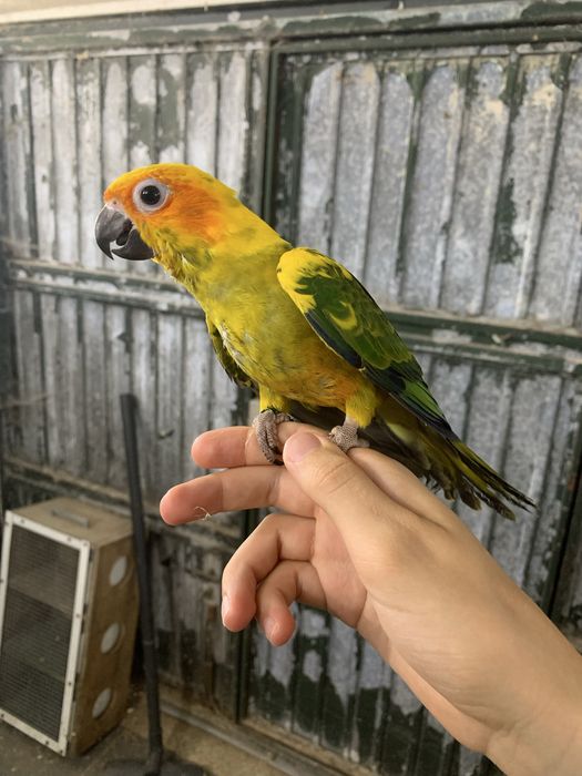 Aratinga sol criada à mão
