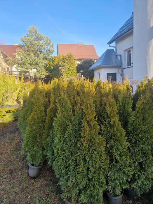 PRODUCENT Tuja Szmaragd 150 - 160 cm w Donicy 100%przyjecie SUPRAŚL