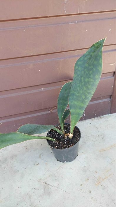 Sansevieria Masoniana.