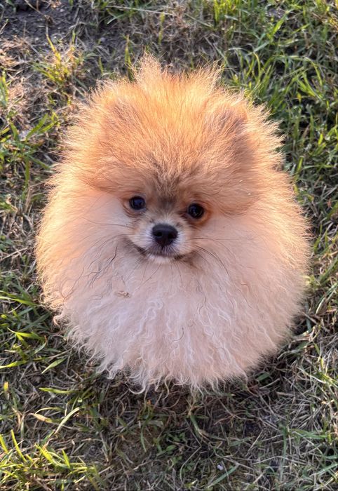 Szpic miniaturowy Pomeranian piesek FCI