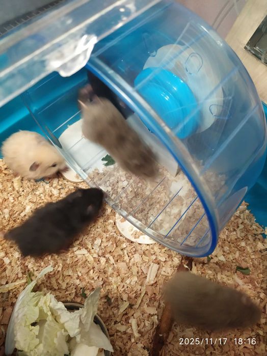 Хомяки, джунгарские хомяки