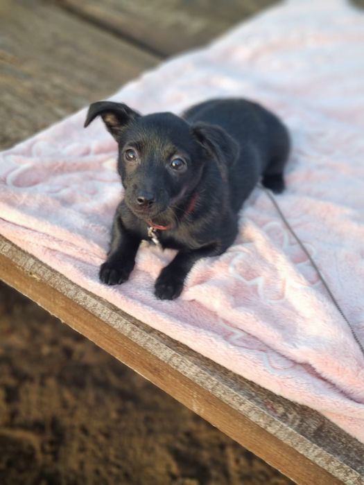 Piękna suczka szuka domu