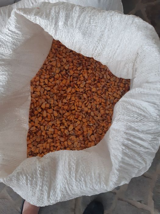 Продам кукурудзу.