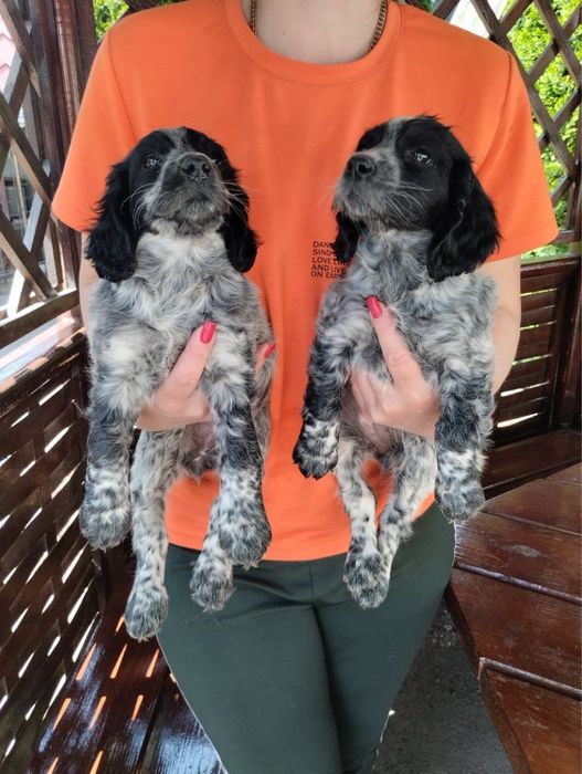 Продам цуценят Спаніельчиків