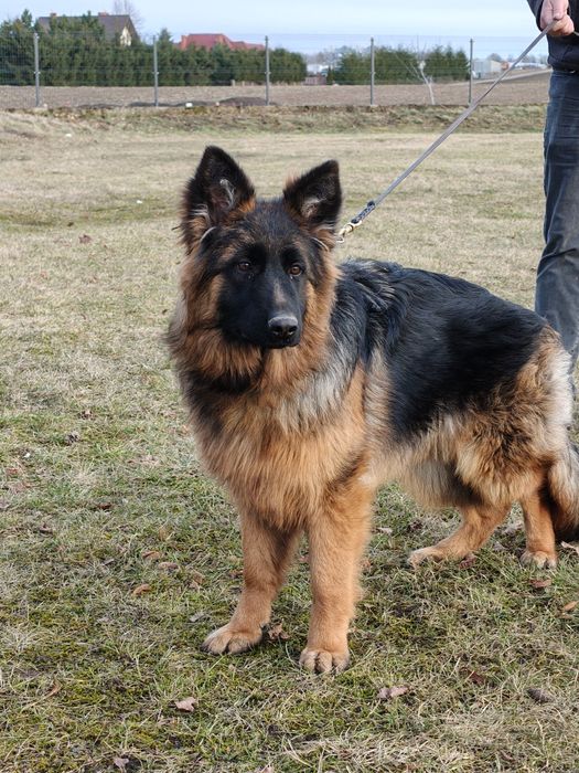 Owczarek niemiecki długowłosy SUCZKA   FCI