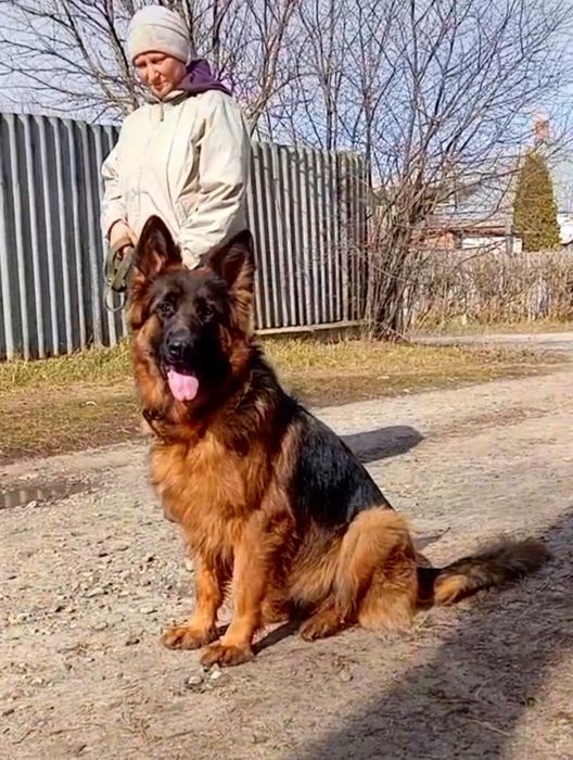Элитные щенки от роскошных немцев.