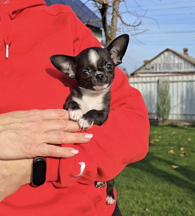 Чихуахуа. Лялькові красунчики.